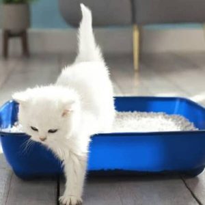 ظرف خاک اقتصادی گربه کوچک