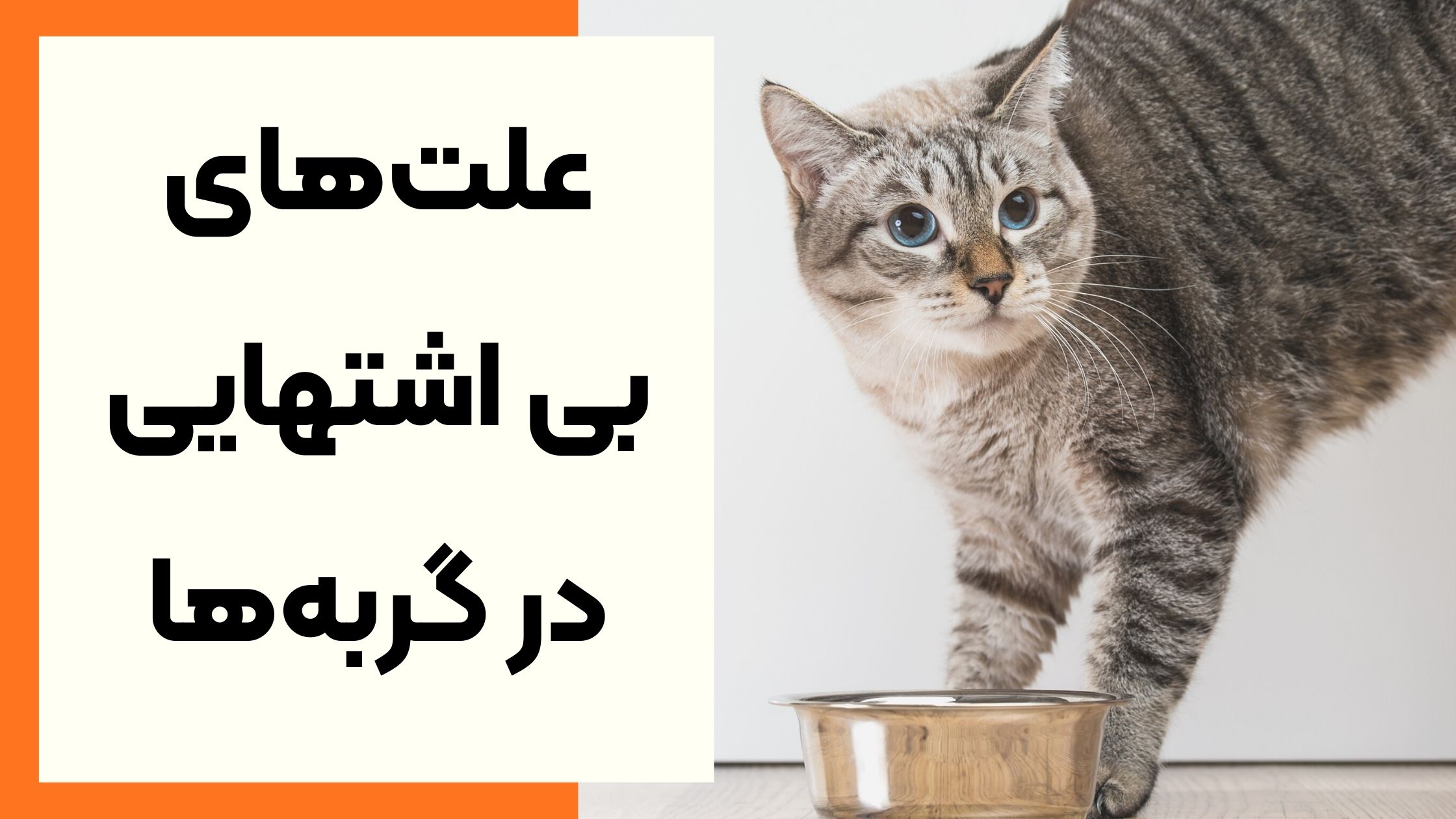 چرا گربه اشتها ندارد؟ دلایل بی‌اشتهایی گربه + روش‌های درمان و هشدارهای مهم