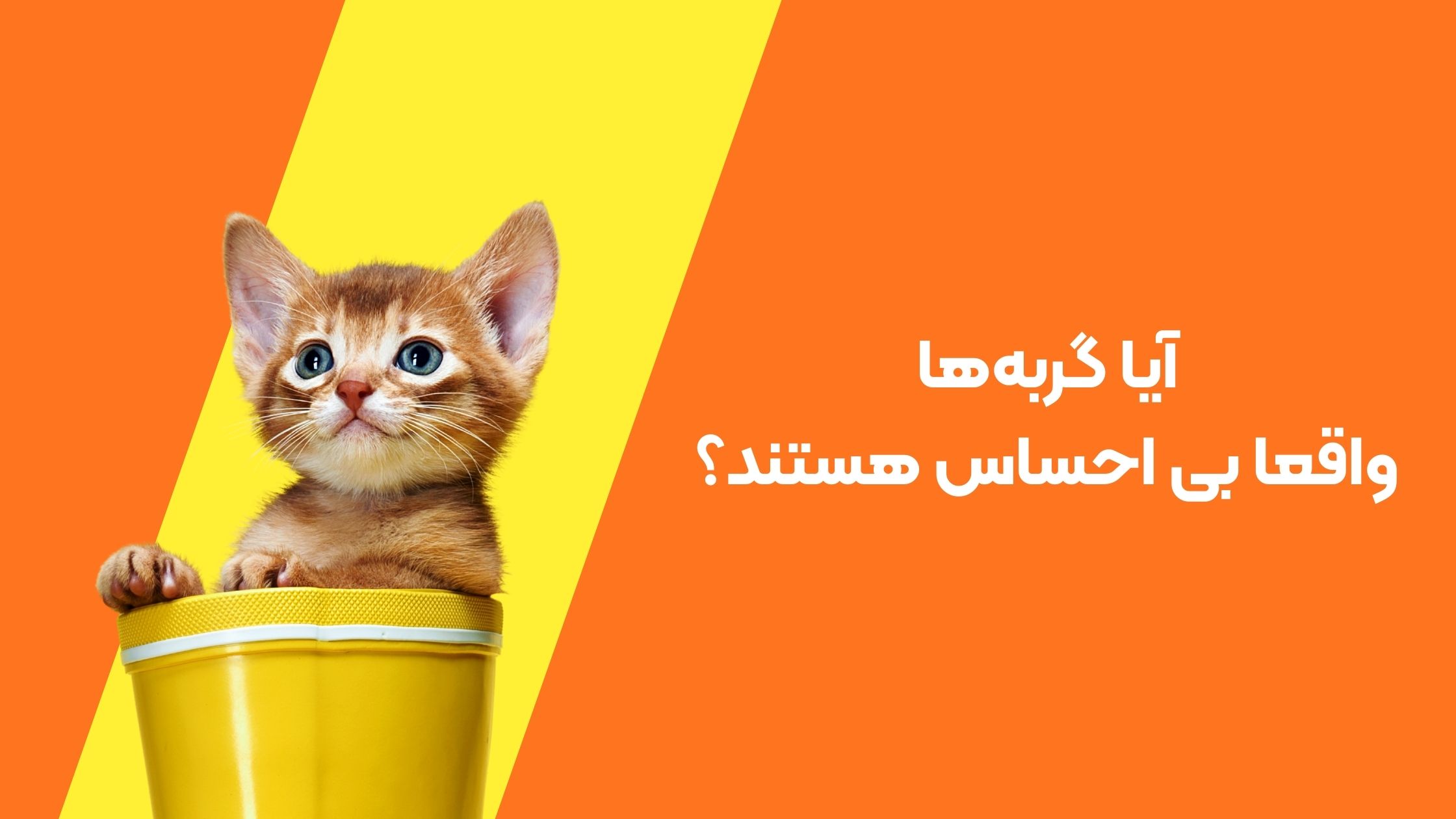 گربه‌ها واقعاً بی‌احساس‌اند؟ حقیقتی که طرفداران سگ را غافلگیر می‌کند!