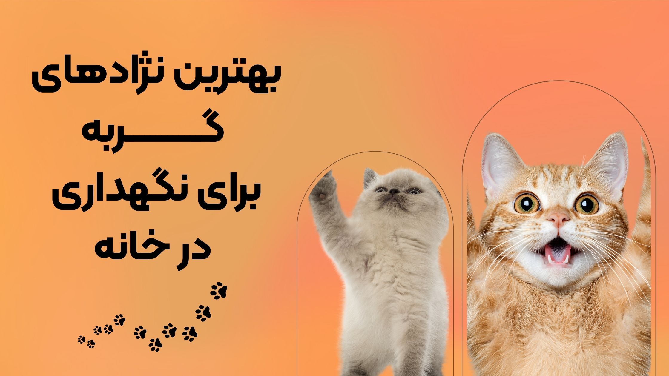 محبوب‌ترین نژادهای گربه خانگی؛ از پرشین آرام تا بنگال پر انرژی