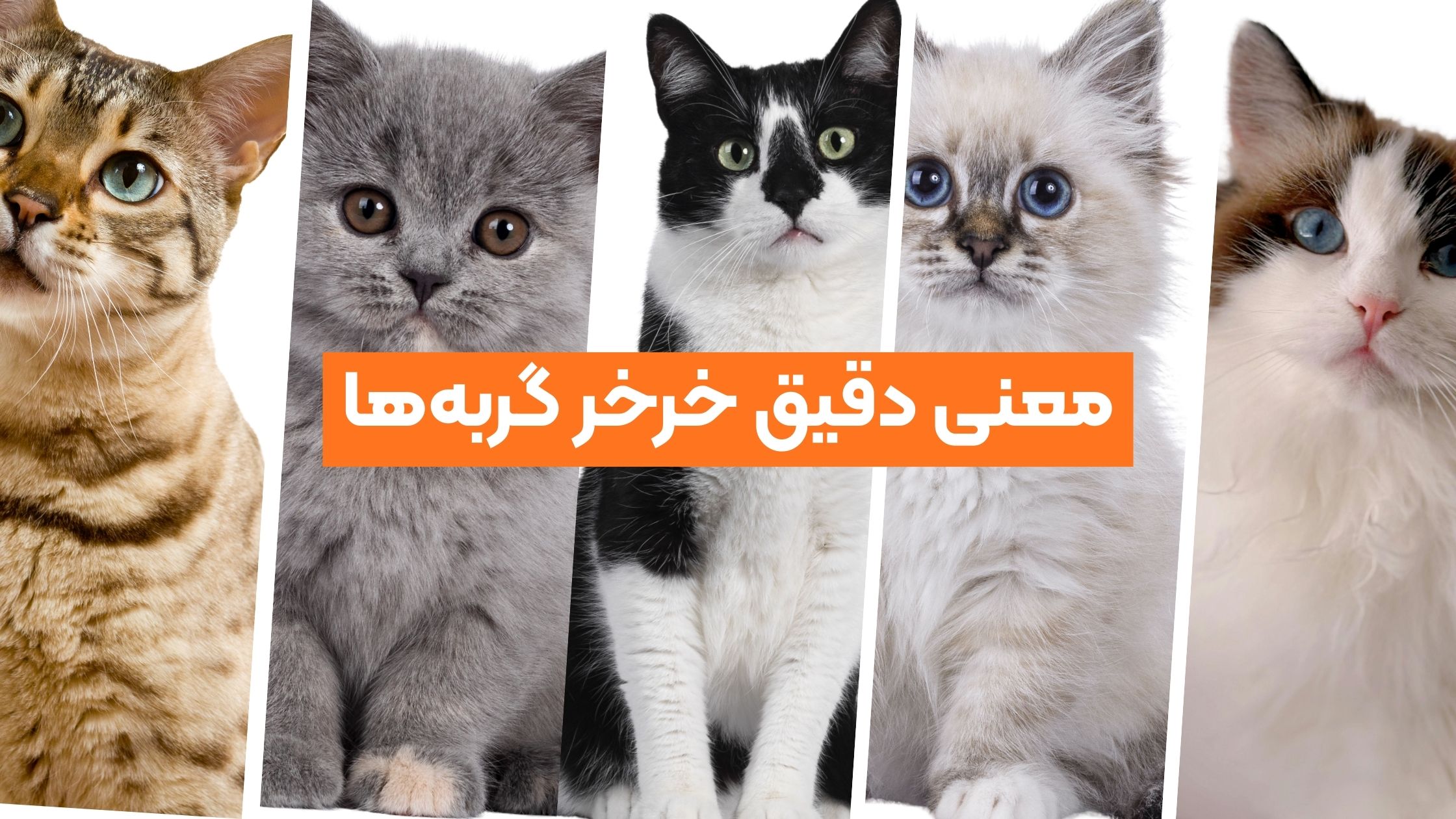 خرخر گربه‌ها دقیقاً به چه معناست؟