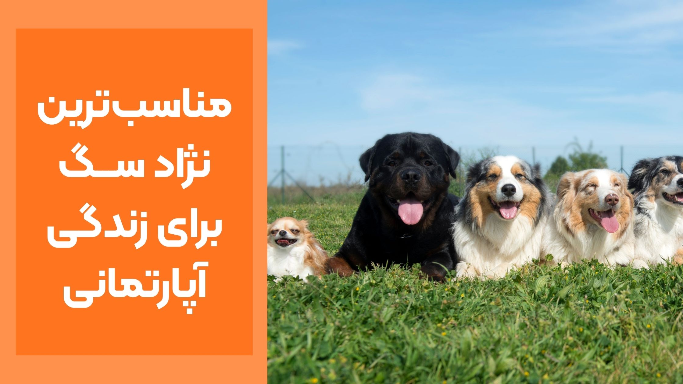 کدام نژاد سگ برای آپارتمان مناسب‌تر است؟